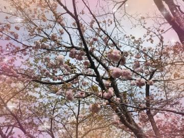 「桜も散り始めましたね！」04/17(水) 08:11 | 浅見れいこの写メ