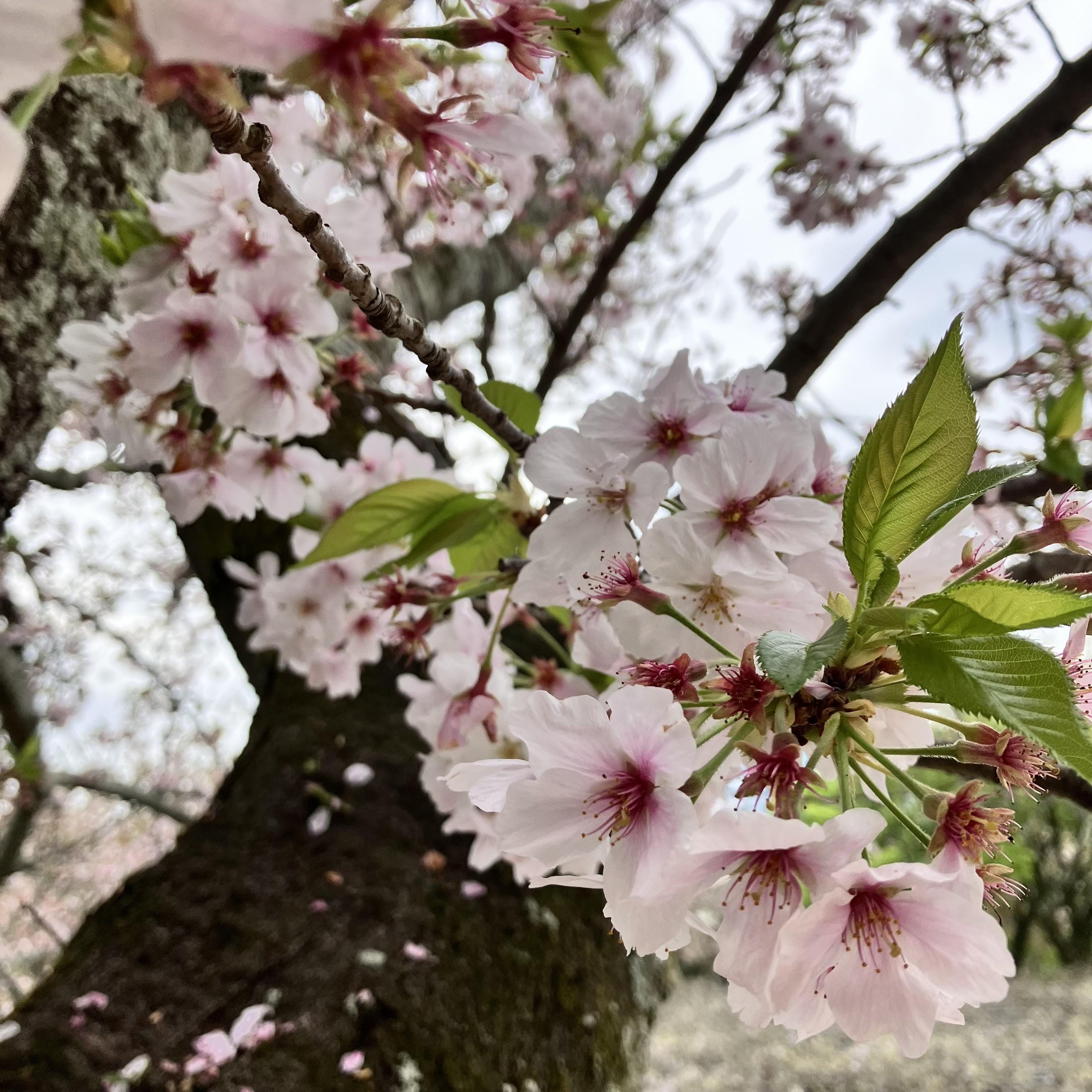 「出勤してます」04/17(水) 10:10 | さなの写メ日記