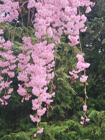 「今日は、偶然きれいなしだれ桜を見られました。」04/17(水) 19:00 | ちずるの写メ