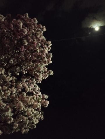 「桜とお月様」04/17(水) 20:10 | 佐々岡雪菜の写メ