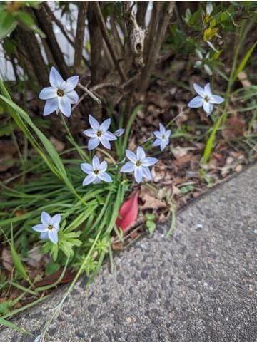 「お知らせ(*'ω'*)」04/18(木) 09:02 | くみ　奥様の写メ日記