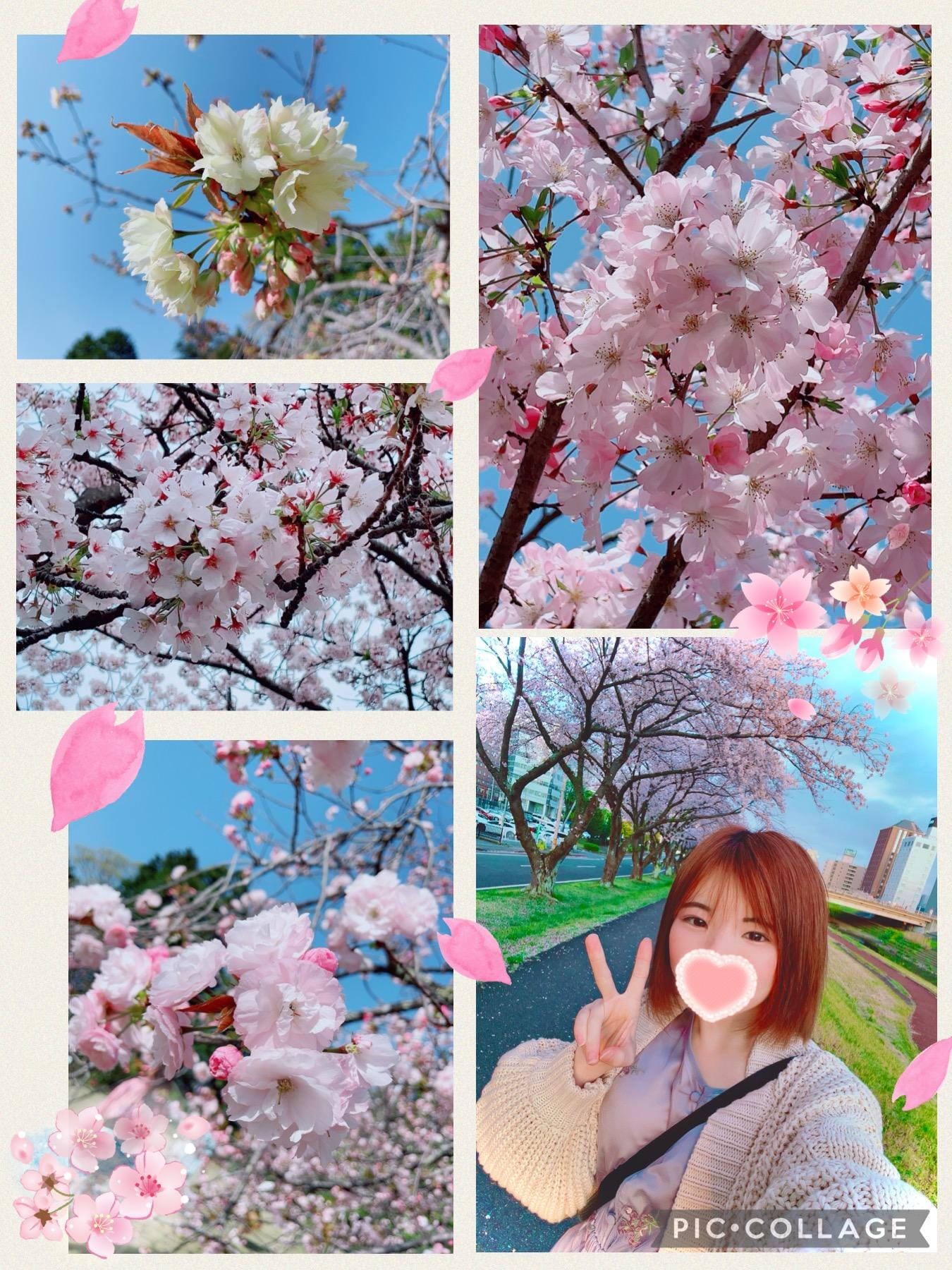 「さくら！！桜(ﾉ˶>ᗜ​」04/18(木) 10:07 | すずちゃんの写メ