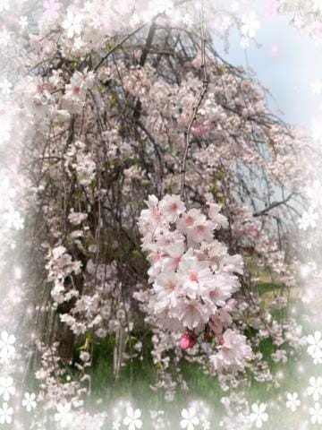 「枝垂れ桜」04/18(木) 10:43 | あつこの写メ