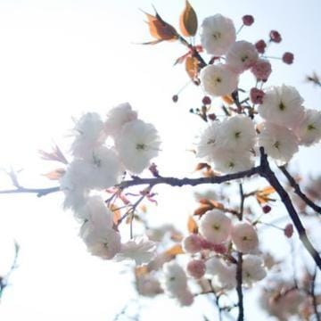 「桜の便り」04/18(木) 11:05 | まさこの写メ