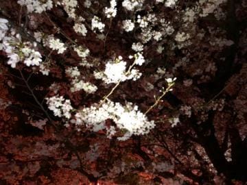 「桜散る」04/18(木) 21:31 | ゆずきの写メ