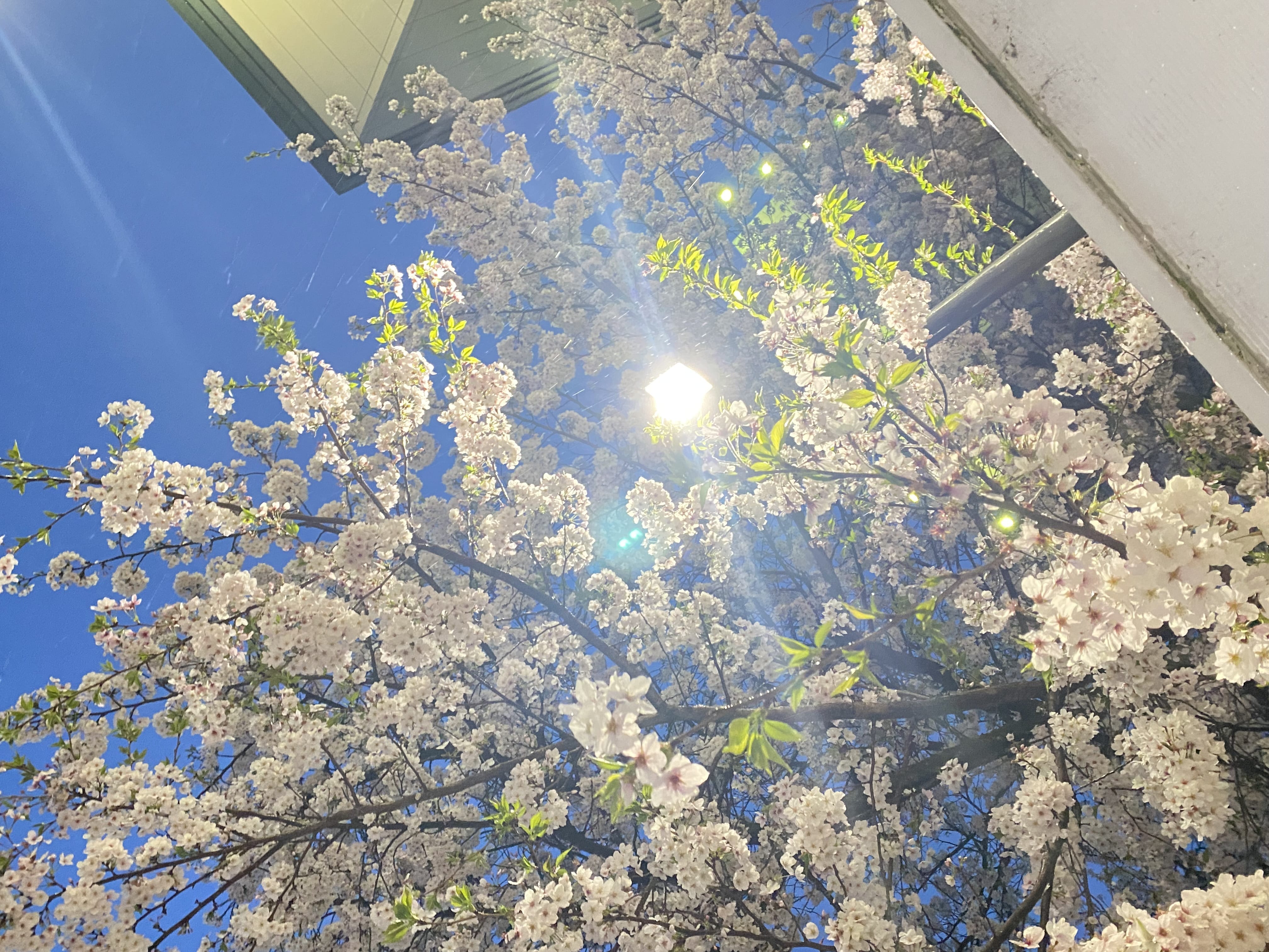 「桜｡❀·̩͙꙳｡」04/18(木) 22:19 | 手塚　うみの写メ