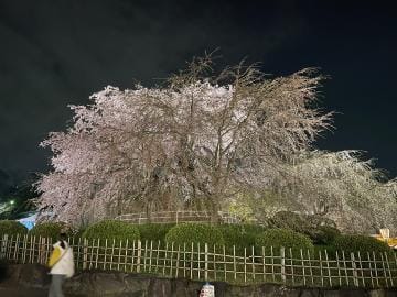 「京都の夜桜」04/18(木) 22:37 | まなみ奥様の写メ