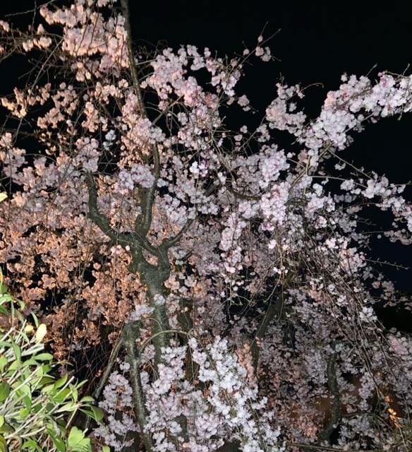 「夜桜」04/19(金) 09:46 | 真白-ましろの写メ