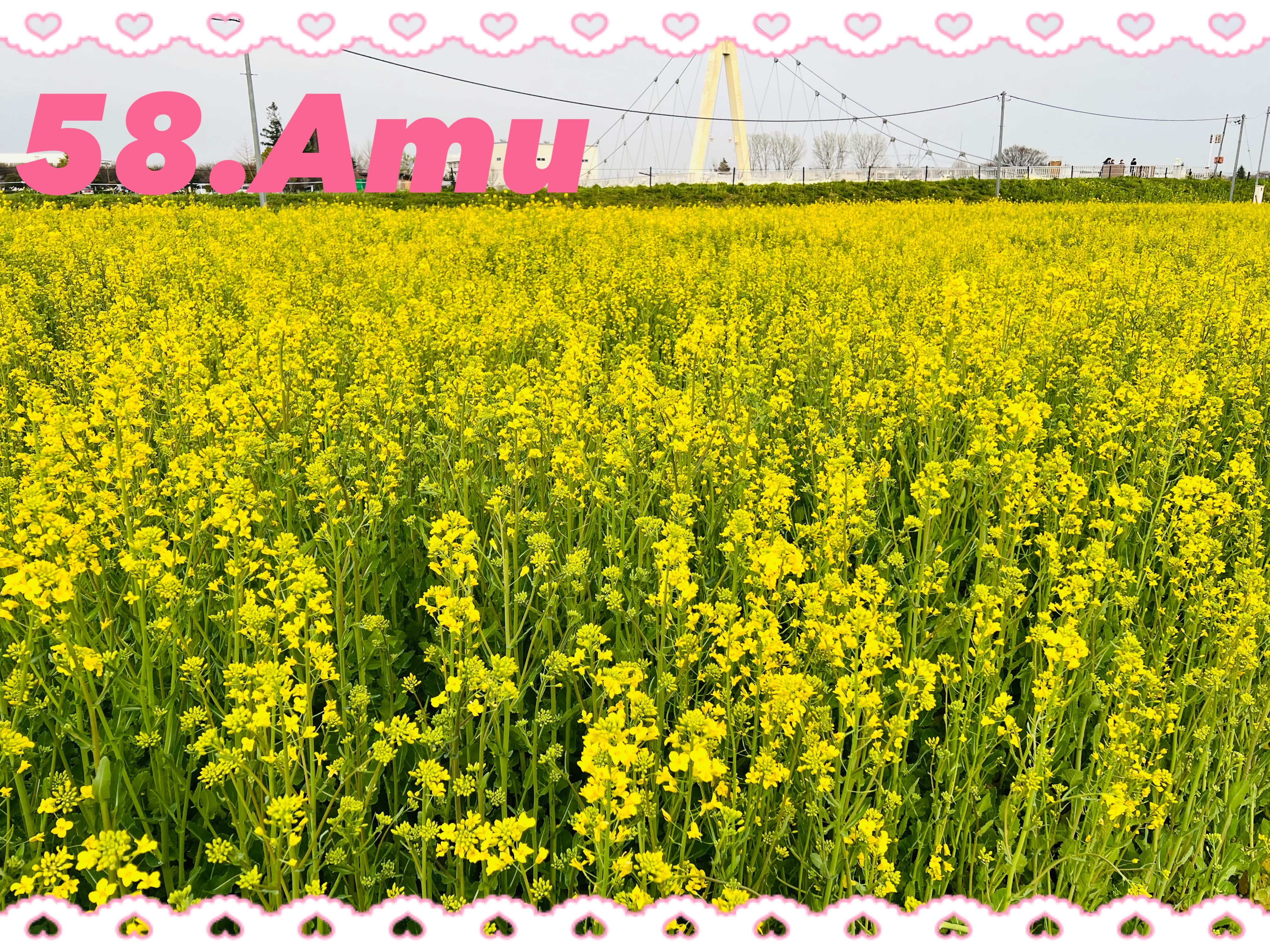 「♡ 菜の花畑」04/19(金) 18:06 | あむの写メ