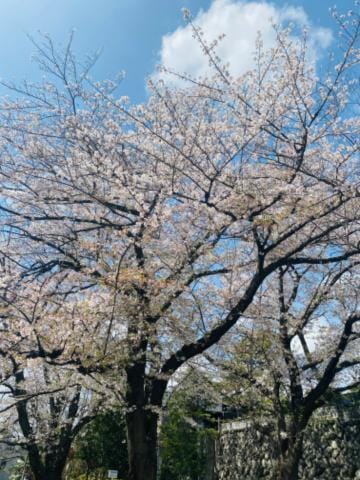 「春だ」04/20(土) 04:50 | 及川 円香の写メ