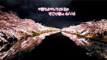 「夜桜❤」04/20(土) 10:50 | みおの写メ