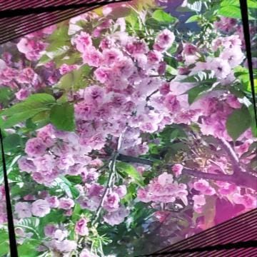 「桜の便り」04/20(土) 11:06 | まさこの写メ