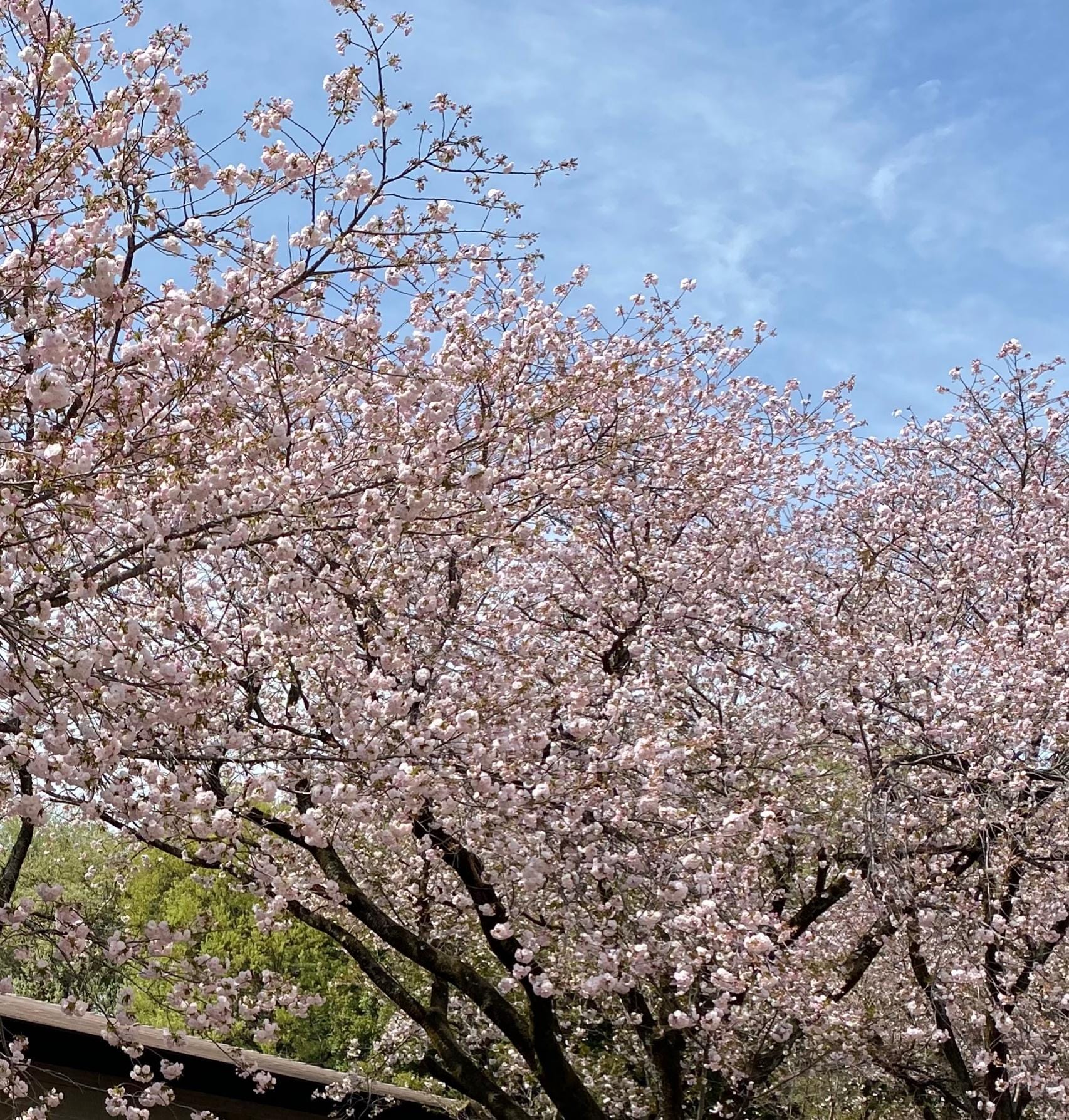 「桜がいっぱい？」04/20(土) 22:48 | まきの写メ日記