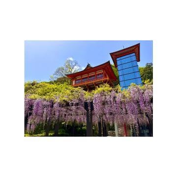 「wisteria flowers.」04/21(日) 00:17 | なな～完全無欠美女の写メ日記