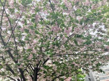 「葉桜と片頭痛」04/21(日) 20:19 | みこの写メ日記