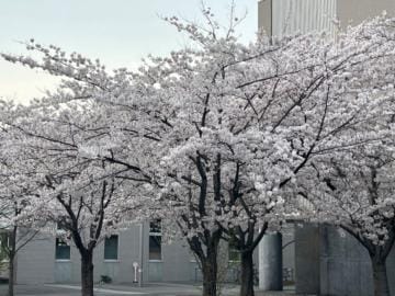 「桜が」04/23(火) 09:18 | しほの写メ