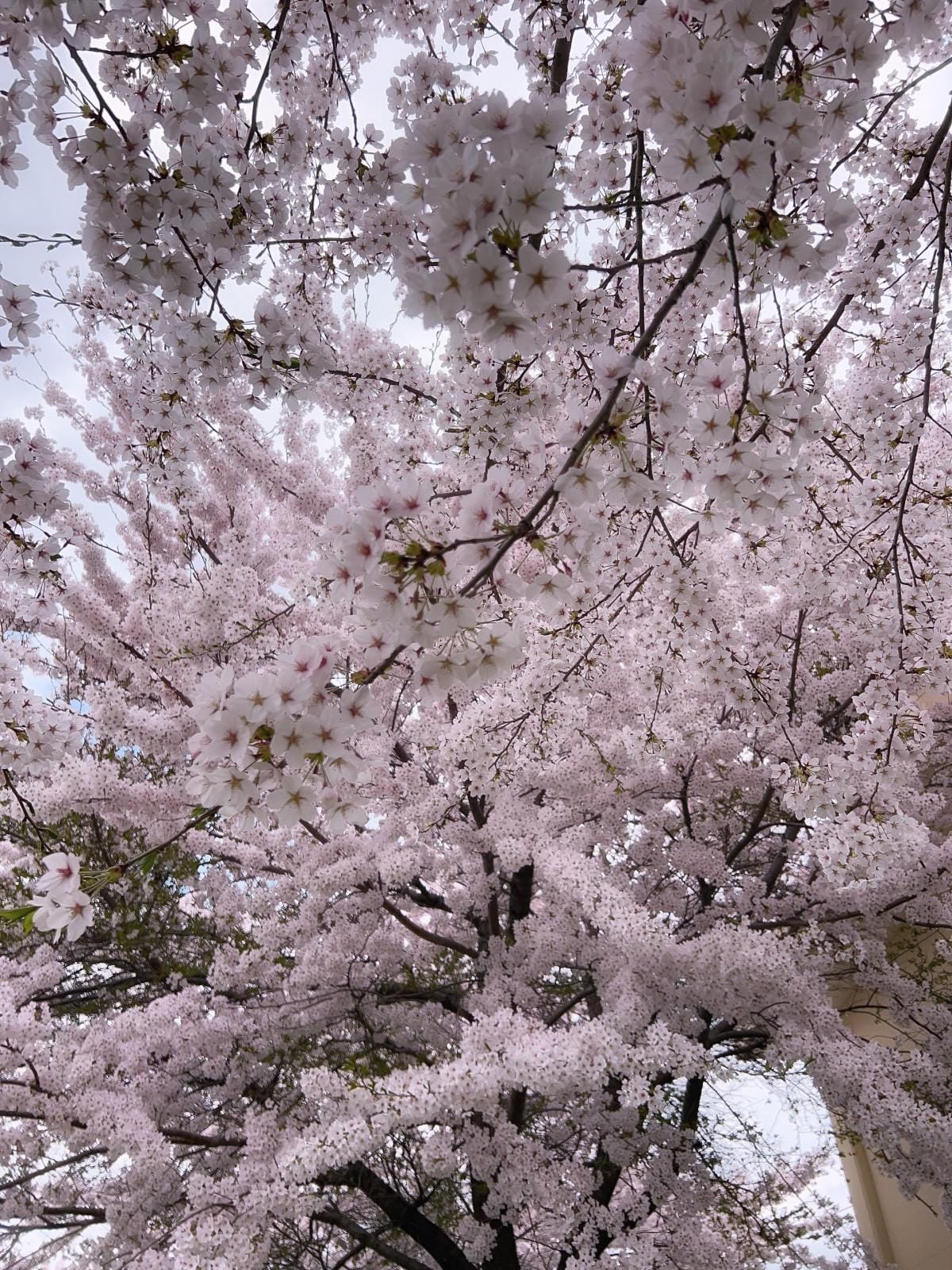 「桜」04/23(火) 13:22 | 愛の写メ