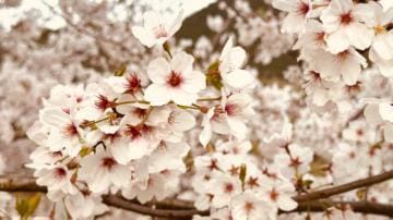 「のんびり桜見つけた！」04/24(水) 13:08 | まき奥様の写メ日記