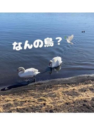 「なんの鳥？」04/24(水) 13:23 | 斎藤はるなの写メ