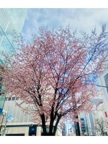 「桜が綺麗だった話♡」04/24(水) 18:09 | 成宮　まことの写メ