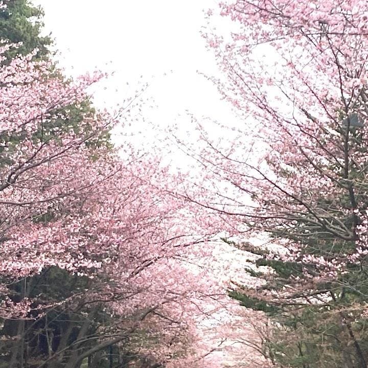 「桜」04/24(水) 18:23 | ひまりの写メ