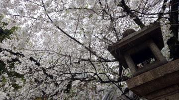 「まだまだ桜満開！お花見楽しみましょ」04/26(金) 10:00 | 篠田の写メ