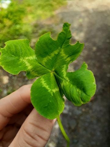 「こんにちは？？」04/26(金) 14:04 | みか　旦那がいない時だけ　お昼のみの写メ日記