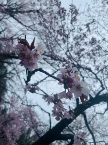 「桜」04/26(金) 15:51 | あん【素人】の写メ
