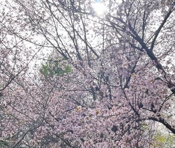「桜」04/26(金) 19:48 | 齋藤ゆずの写メ