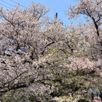 「すっかり葉桜に」04/27(土) 07:44 | 由紀の写メ日記