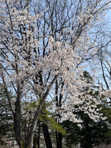 春野木　結子|札幌・すすきのヘルスの最新写メ日記