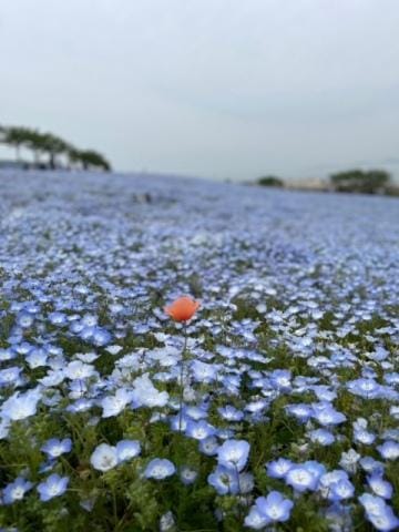 「20日のお礼とよろしくお願いします(*^▽^*)」04/27(土) 10:24 | 栗山藍の写メ