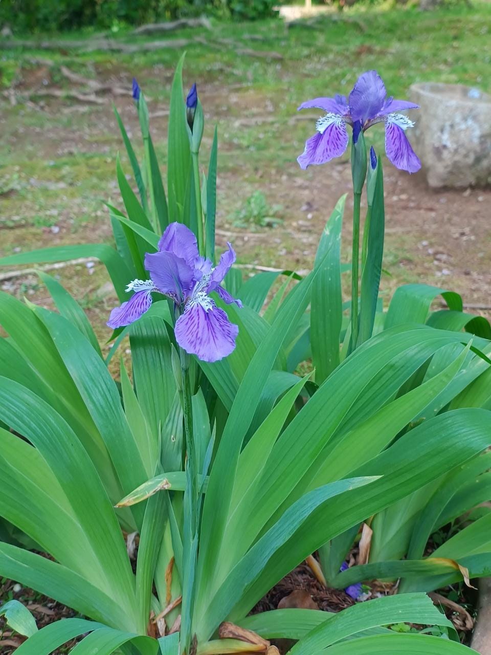 「イチハツの花」04/27(土) 10:38 | いづみの写メ