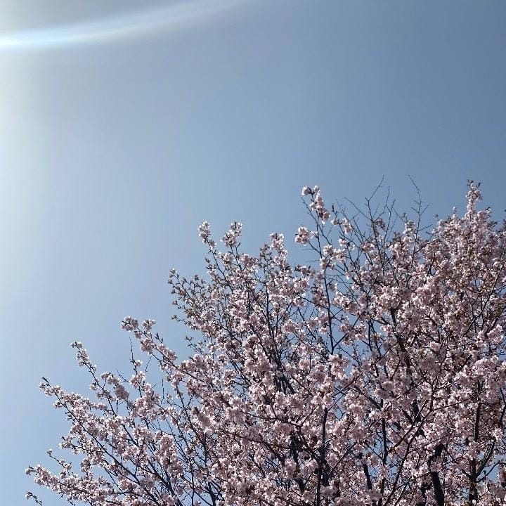 「春!」04/27(土) 16:18 | くるみの写メ日記