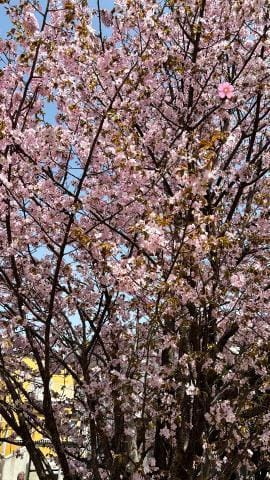 「桜」04/27(土) 16:35 | しゅうかの写メ