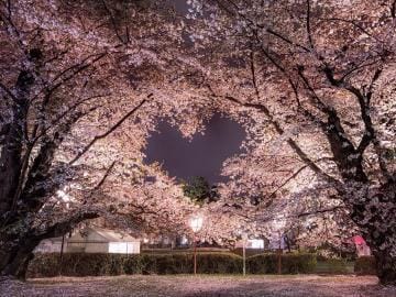 セラ|新居浜風俗の最新写メ日記