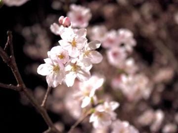 「桜も散ってGW☆彡」04/28(日) 18:51 | あきの写メ