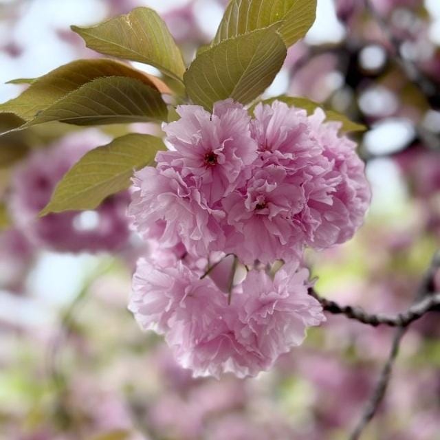 「桜」04/28(日) 20:42 | あまねの写メ
