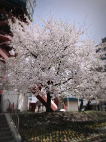 「桜が綺麗でしたよ」04/29(月) 15:18 | かぐらの写メ日記