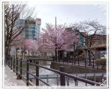 「唯一撮った今年の桜(&La Mer)」05/05(日) 00:08 | 美紗都【みさと】の写メ