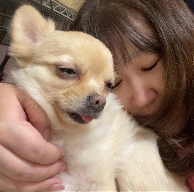「愛犬♥」05/13(月) 20:00 | 池田まいの写メ