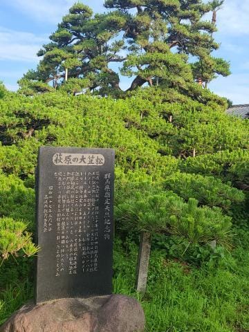 「日本の名松100選 にも選ばれている松です。」06/17(月) 07:22 | ちずるの写メ