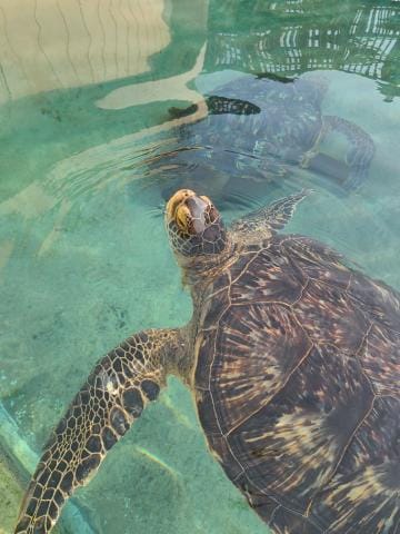 「今日はお色気さん☆」09/08(日) 06:46 | 相武紗季の写メ日記