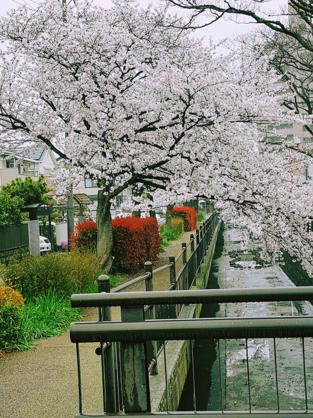 まき