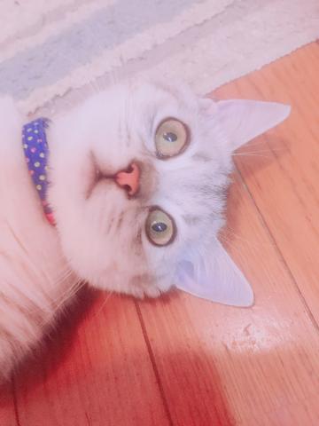 「私のペット」09/26(火) 15:49 | ましろの写メ・風俗動画