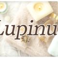 Lupinus（ルピナス）