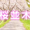 アロマエステ桜並木