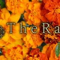 TheRaPia