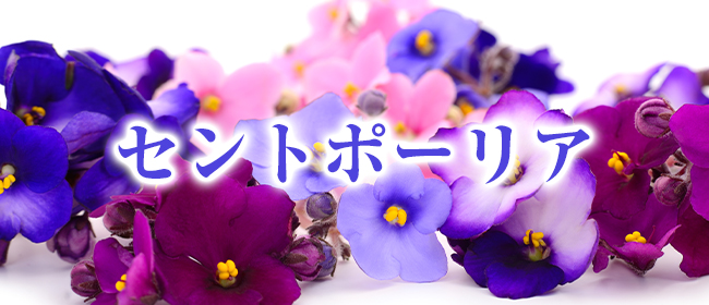 セントポーリア(札幌メンズエステ)